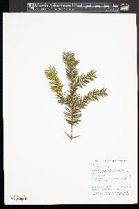 Taxus canadensis image