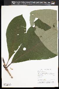 Magnolia tripetala image