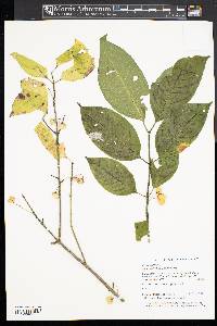 Euonymus atropurpureus image