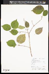 Viburnum rafinesqueanum image