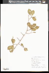 Crataegus punctata image