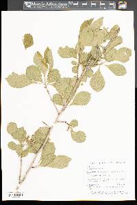 Crataegus punctata image