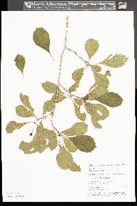 Crataegus punctata image