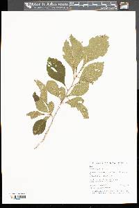 Crataegus punctata image