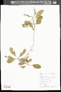 Crataegus punctata image