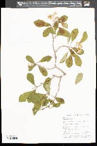 Crataegus punctata image
