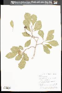 Crataegus punctata image