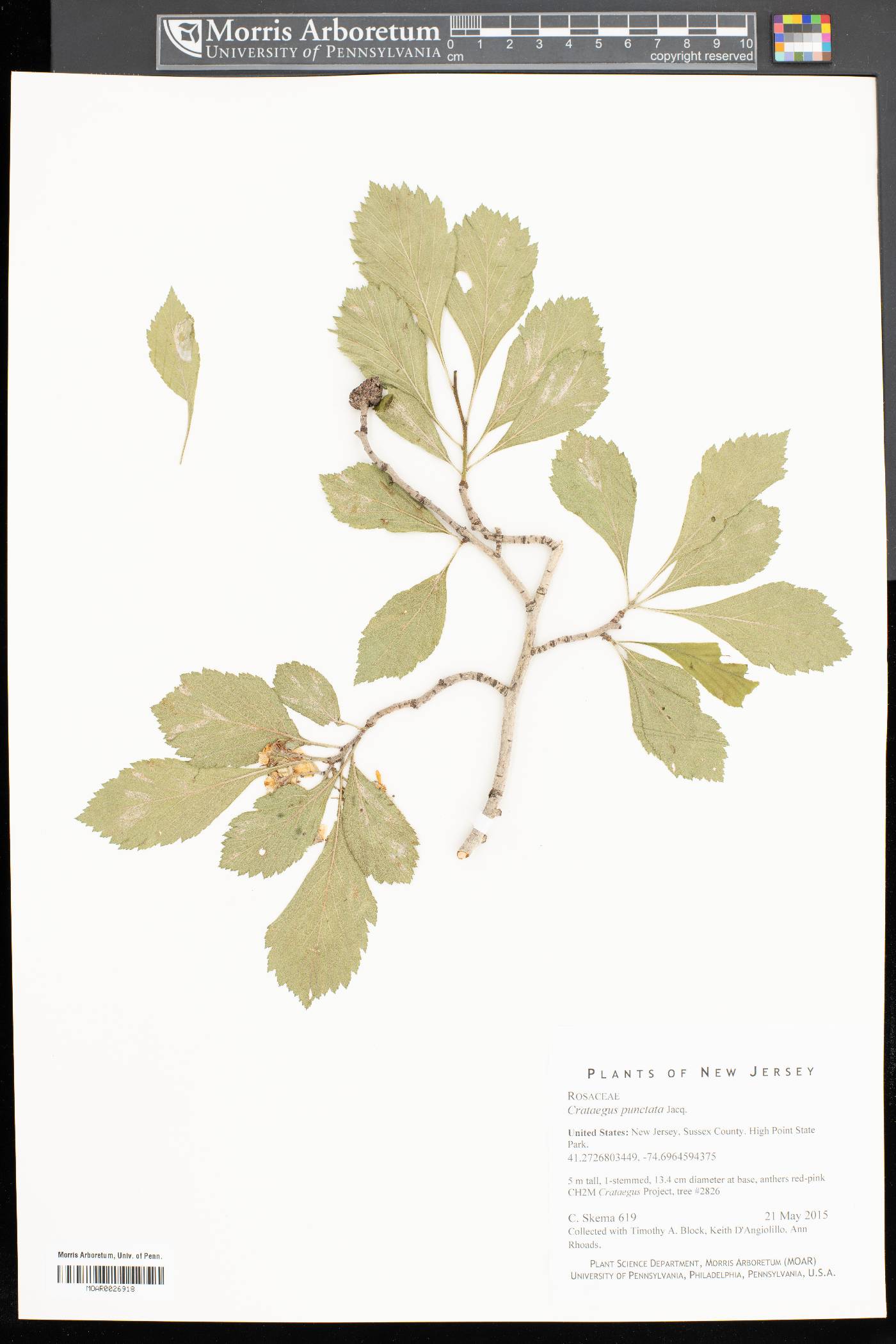 Crataegus punctata image
