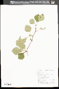 Crataegus dodgei image