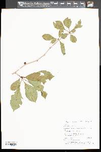 Crataegus punctata image