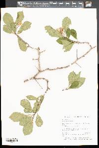 Crataegus punctata image