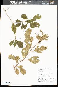 Crataegus punctata image