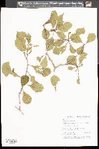 Crataegus punctata image