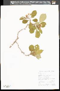 Crataegus punctata image