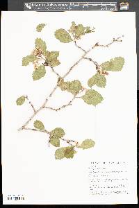 Crataegus punctata image