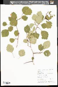 Crataegus dodgei image