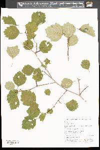 Crataegus dodgei image