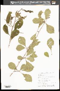Crataegus punctata image