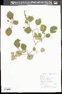 Crataegus dodgei image