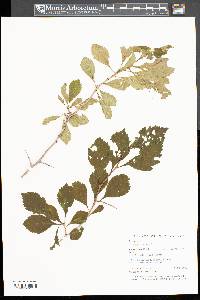 Crataegus punctata image