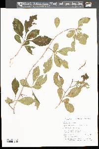 Crataegus punctata image