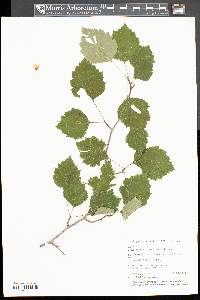 Crataegus pruinosa image