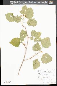 Crataegus pruinosa image