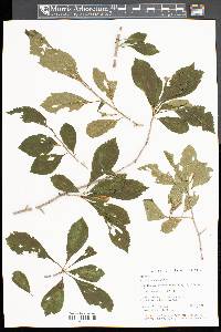 Crataegus punctata image