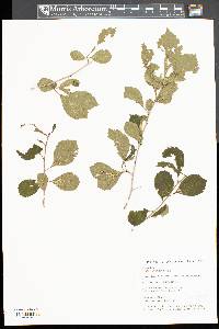 Crataegus punctata image