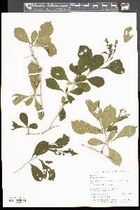 Crataegus punctata image