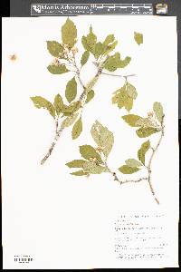 Crataegus punctata image