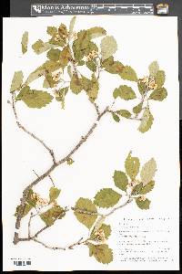 Crataegus punctata image