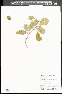 Crataegus punctata image