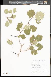 Crataegus dodgei image