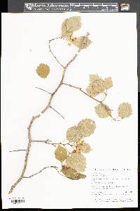 Crataegus dodgei image