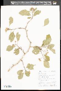 Crataegus punctata image