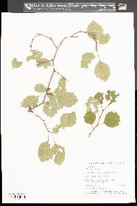 Crataegus dodgei image