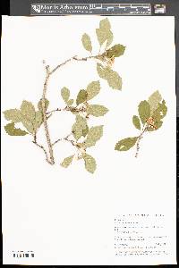 Crataegus punctata image