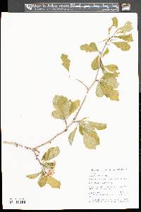 Crataegus punctata image
