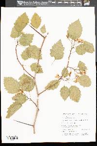 Crataegus holmesiana image