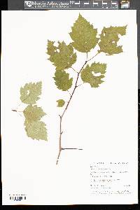 Crataegus holmesiana image