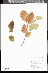 Crataegus holmesiana image