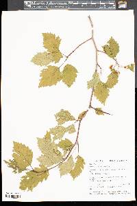 Crataegus holmesiana image