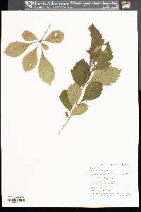 Crataegus punctata image