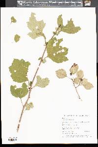 Crataegus dodgei image