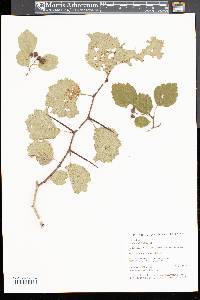 Crataegus dodgei image