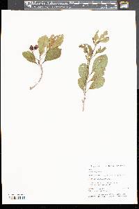 Crataegus punctata image