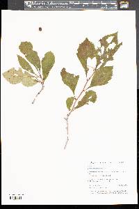 Crataegus punctata image