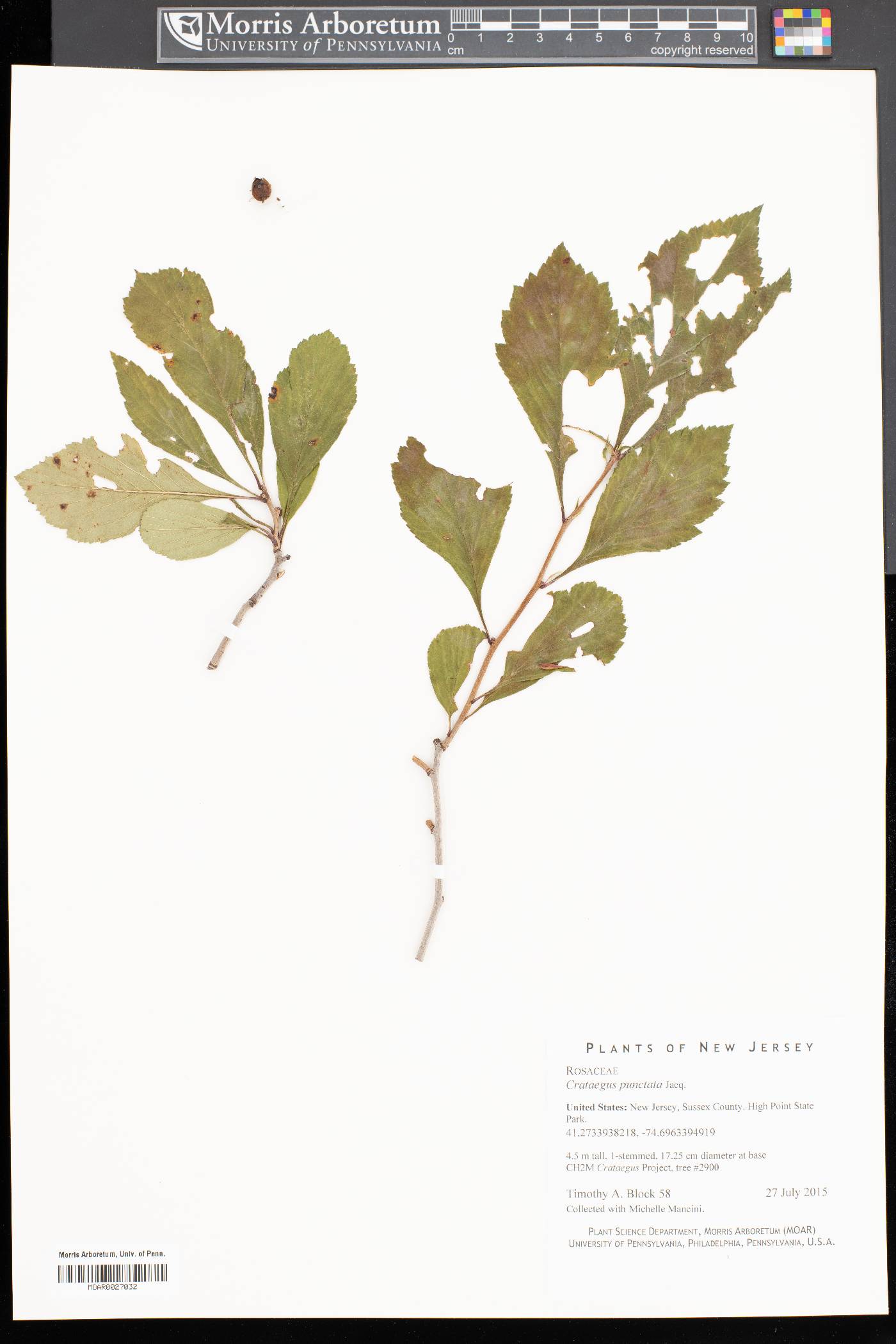 Crataegus punctata image