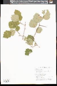 Crataegus dodgei image